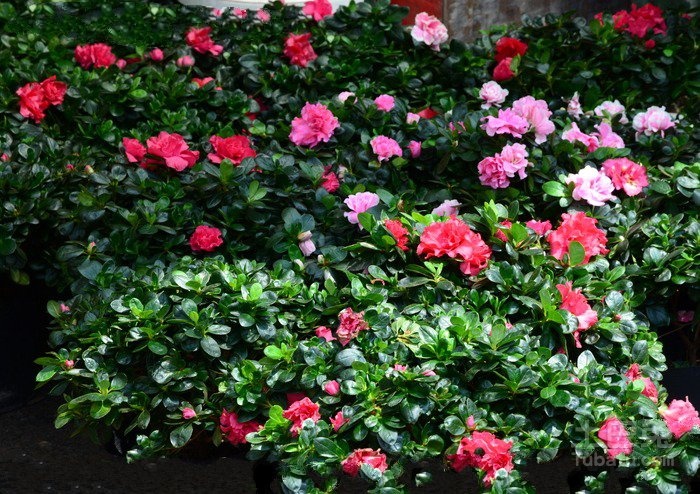 <em style='color:red'>山茶</em>图片