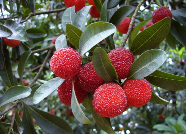 <em style='color:red'>杨梅</em>图片