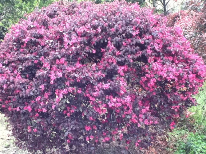 <em style='color:red'>红花檵木球</em>图片