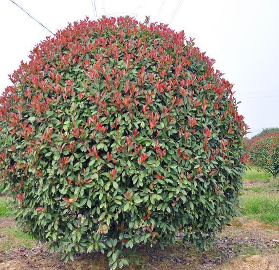 <em style='color:red'>红叶石楠球</em>图片