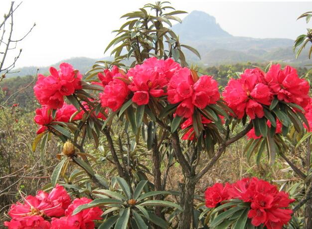 <em style='color:red'>映山红</em>桩图片