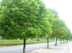 <em style='color:red'>香樟</em>图片