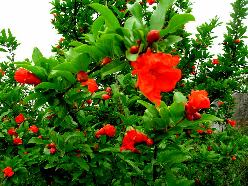 <em style='color:red'>石榴</em>图片