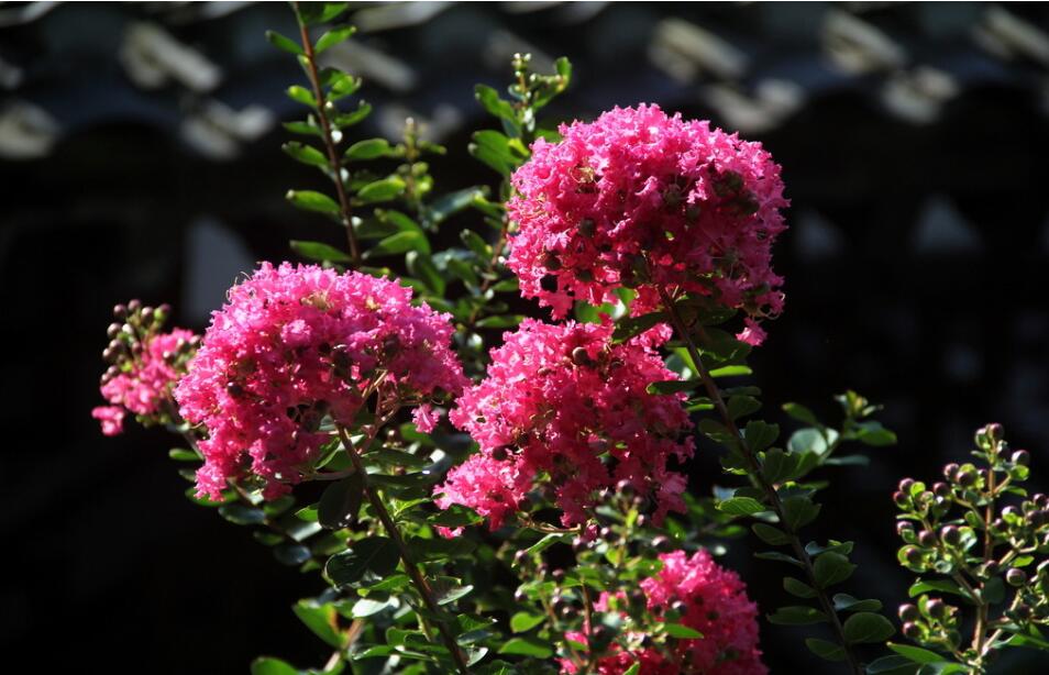 <em style='color:red'>紅花紫薇</em>圖片