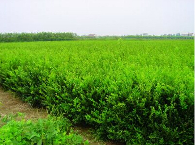小叶女贞（<em style='color:red'>绿篱</em>）图片