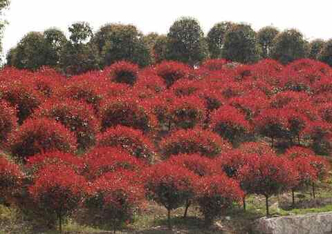 红叶<em style='color:red'>石楠</em>图片
