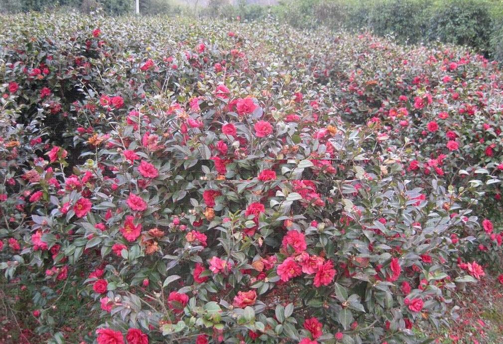 <em style='color:red'>造型</em><em style='color:red'>茶梅</em>图片