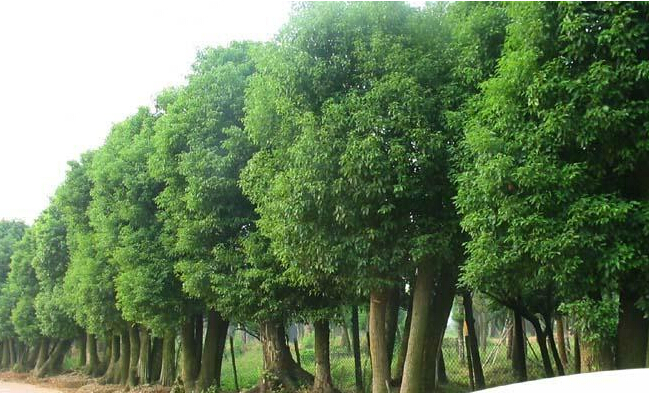 <em style='color:red'>香樟</em><em style='color:red'>A</em>图片