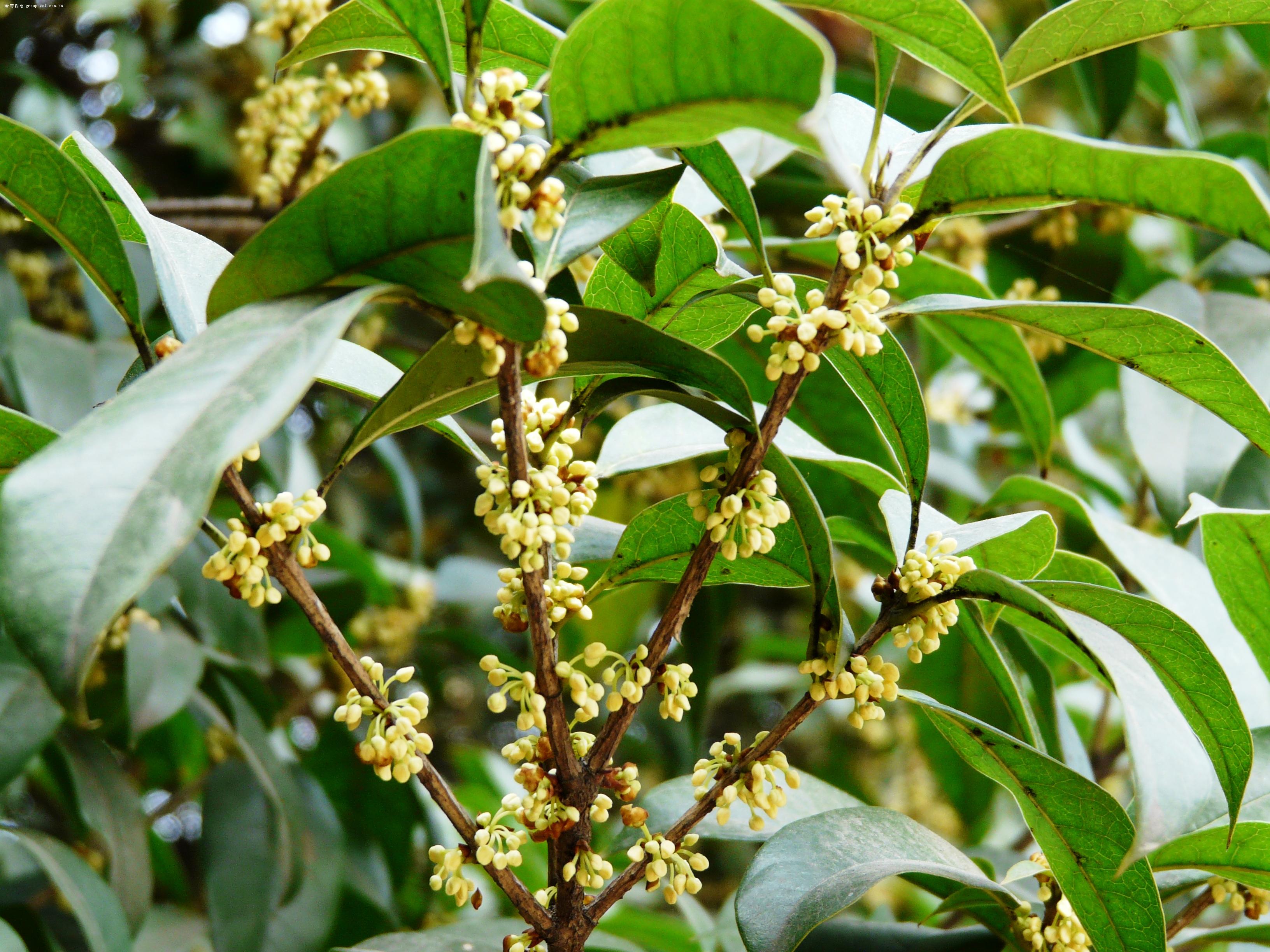 <em style='color:red'>四季桂花</em>图片