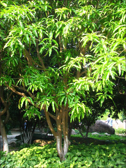 <em style='color:red'>芒果樹</em>圖片