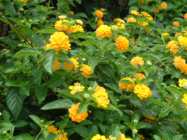 黄花<em style='color:red'>马缨丹</em>图片