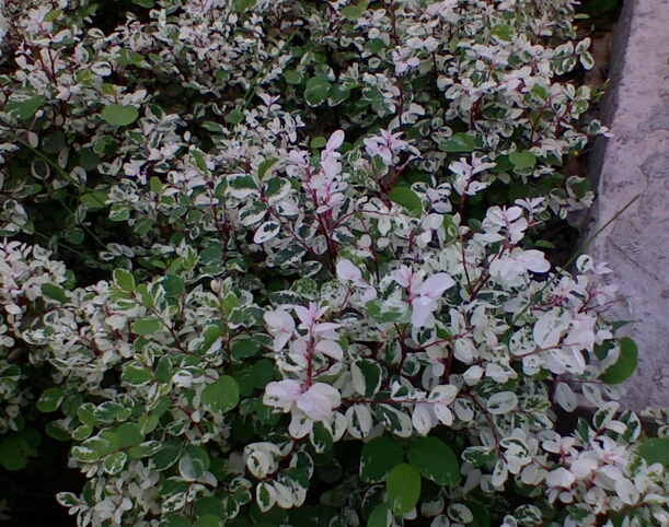 <em style='color:red'>雪花木</em>图片