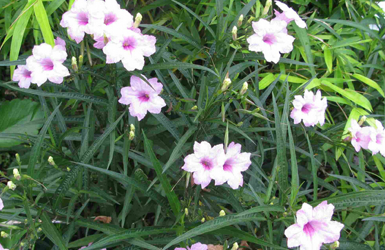 翠蘆莉圖片