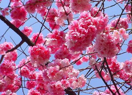 <em style='color:red'>云南樱花</em>图片