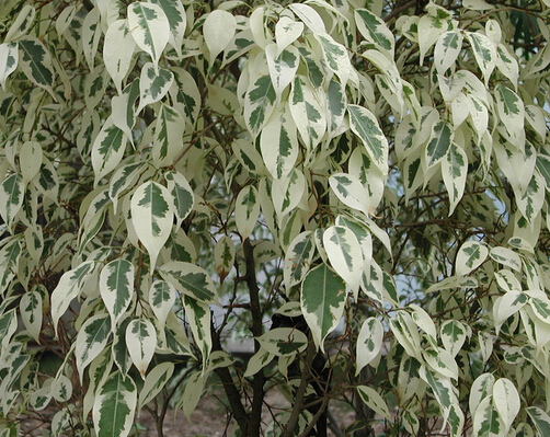 <em style='color:red'>花叶榕</em>图片
