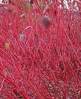 <em style='color:red'>紅瑞木</em>圖片