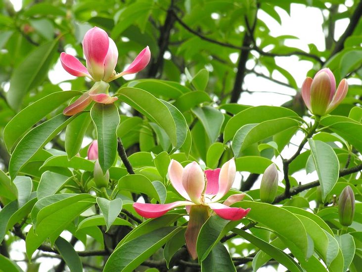<em style='color:red'>红花木莲</em>图片