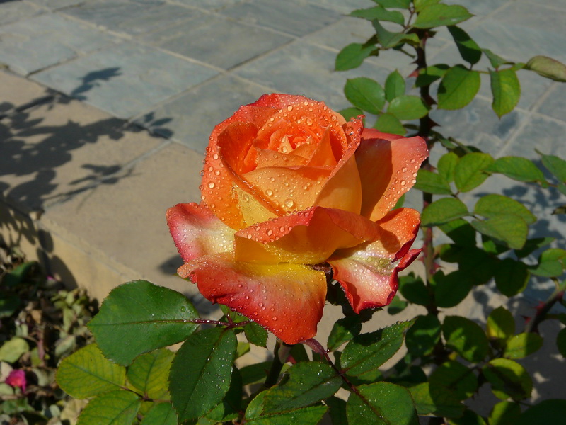 <em style='color:red'>香水月季</em>图片
