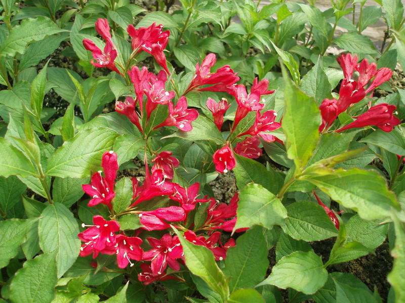 <em style='color:red'>红王子锦带</em>图片