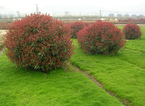 <em style='color:red'>红叶石楠</em><em style='color:red'>毛球</em>图片