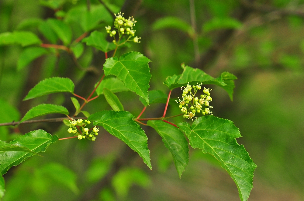 <em style='color:red'>丛花茶条槭</em>图片