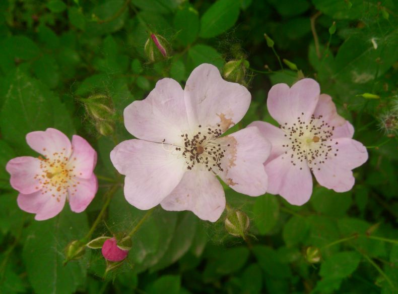 <em style='color:red'>多花薔薇</em>圖片