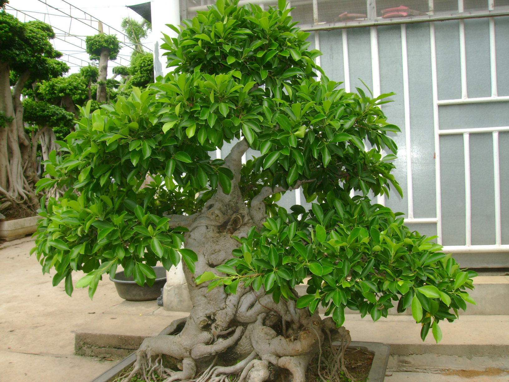 <em style='color:red'>柳叶榕</em>图片