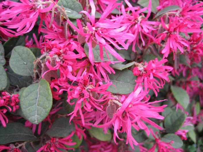 红花<em style='color:red'>檵木</em>图片