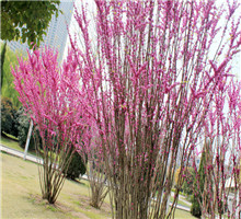 <em style='color:red'>丛生紫薇</em>图片