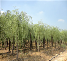 <em style='color:red'>青皮垂柳</em>图片