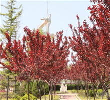 <em style='color:red'>红叶李</em>图片