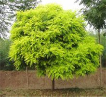 <em style='color:red'>朝鲜槐</em>图片