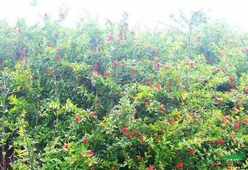 花<em style='color:red'>石榴</em>图片