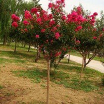 <em style='color:red'>紅花紫薇</em>圖片