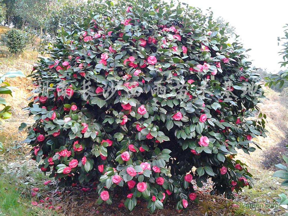 <em style='color:red'>茶花球</em>图片