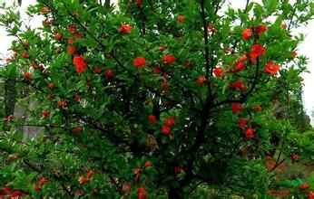丛生花<em style='color:red'>石</em>榴图片