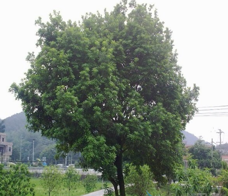 <em style='color:red'>杨梅树</em>图片