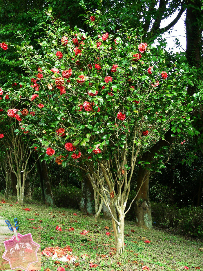 <em style='color:red'>七星</em>茶花图片