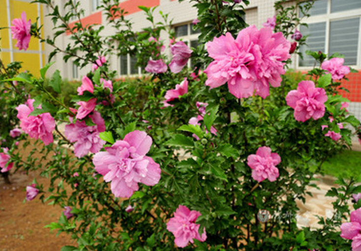 <em style='color:red'>丛生</em><em style='color:red'>木槿</em>图片