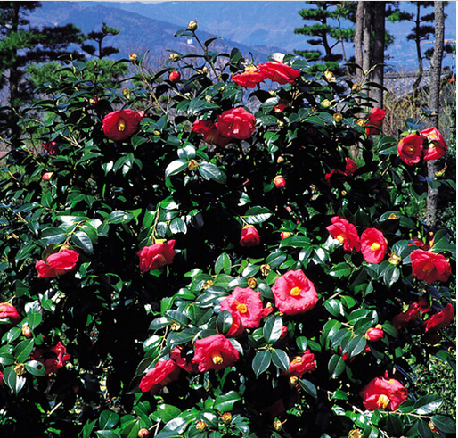 <em style='color:red'>耐冬</em>图片