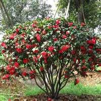 <em style='color:red'>茶花球</em>图片