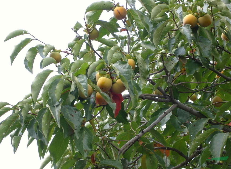 <em style='color:red'>柿子树</em>图片