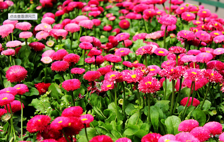 <em style='color:red'>翠菊</em>图片