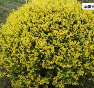 <em style='color:red'>亮金</em><em style='color:red'>女贞</em>图片