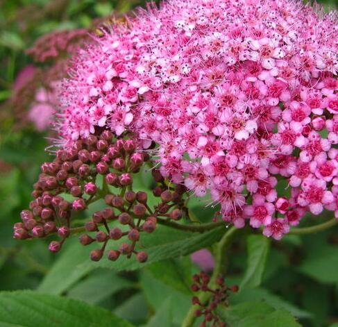 <em style='color:red'>红花</em><em style='color:red'>绣线菊</em>图片