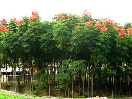 <em style='color:red'>黄山栾</em>图片