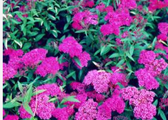 <em style='color:red'>红花</em><em style='color:red'>绣线菊</em>图片