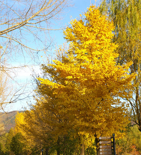 <em style='color:red'>银杏</em>图片