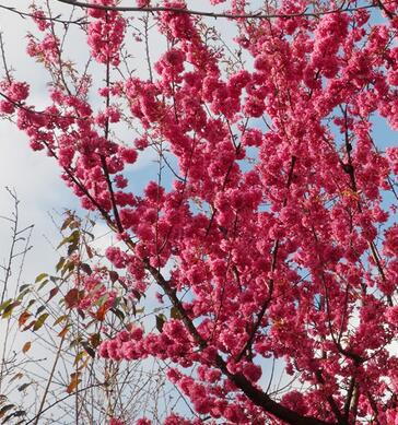 <em style='color:red'>重瓣</em>冬<em style='color:red'>樱花</em>(<em style='color:red'>重瓣</em>、<em style='color:red'>大红</em>)图片