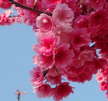 云南<em style='color:red'>樱花</em>图片